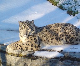 leopardo delle neve