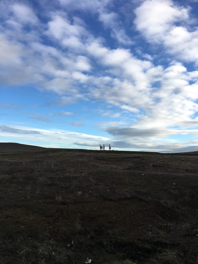 vue sur les guanacos en patagonie a velo
